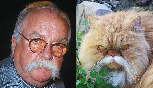 celebrities-famous-people-look-like-funny-cat-photos1